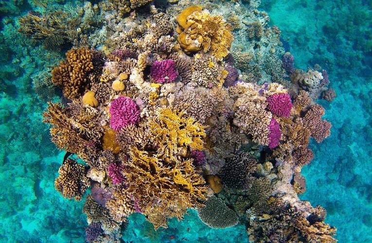 Restore 10cm2 of corals