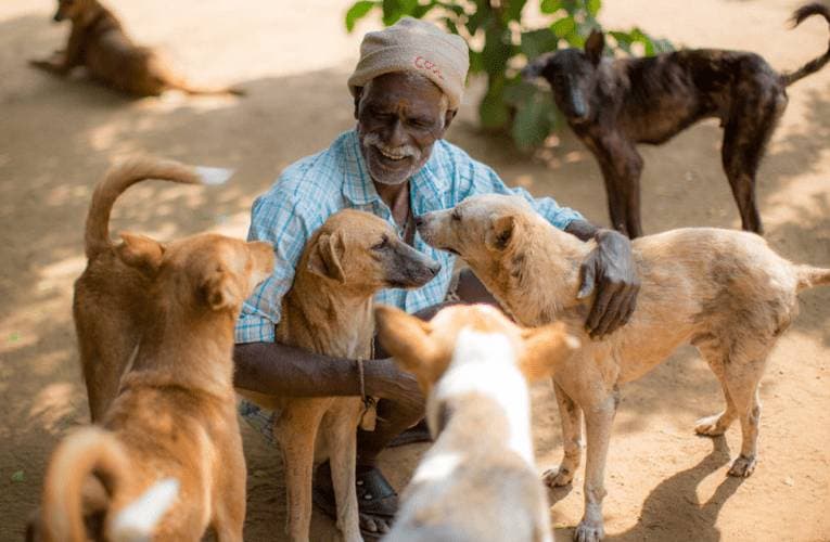 Feeding a dog in India