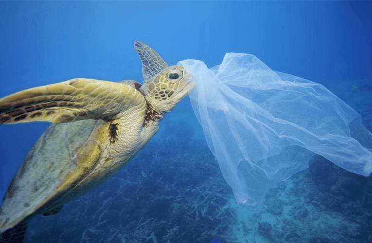 Remove 100g of plastic from the oceans