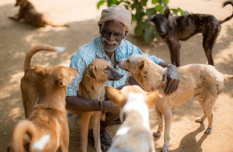 Nourrir un chien en Inde